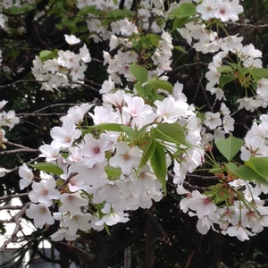 山桜