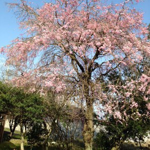 マルシェと桜