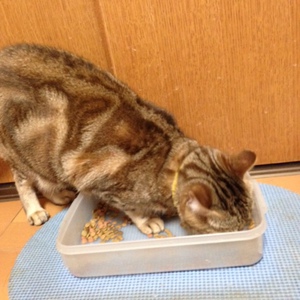 猫のダイエット