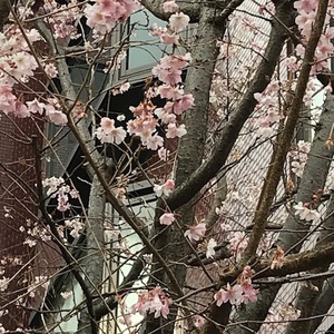 冬の桜