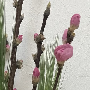 桜 梅 桃